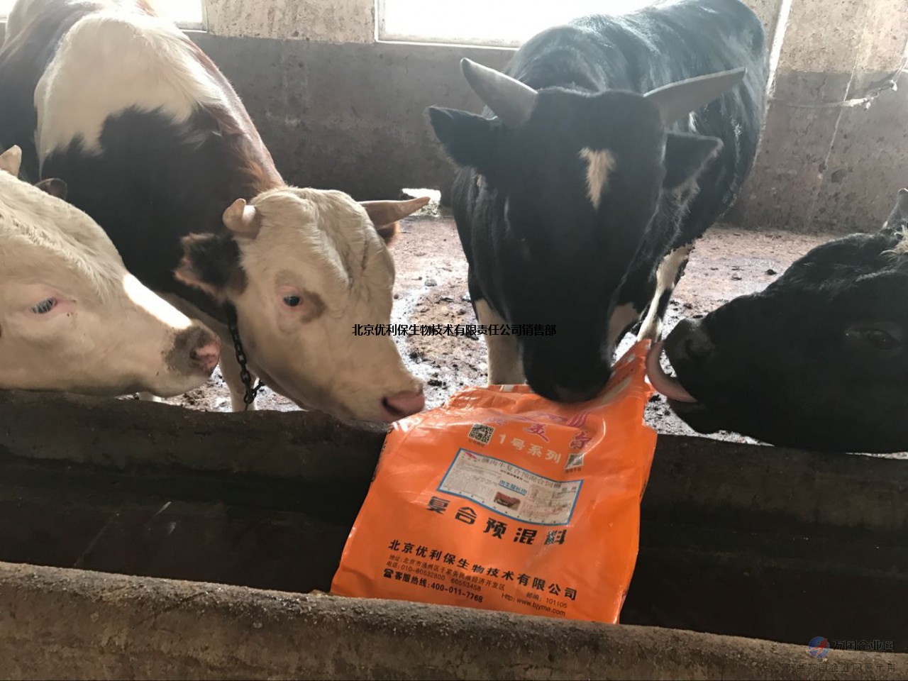1、肉牛飼料配方