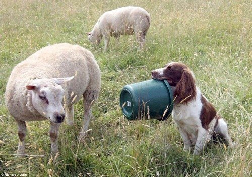2、狗吃豬飼料有什么壞處？會發(fā)生什么？ 