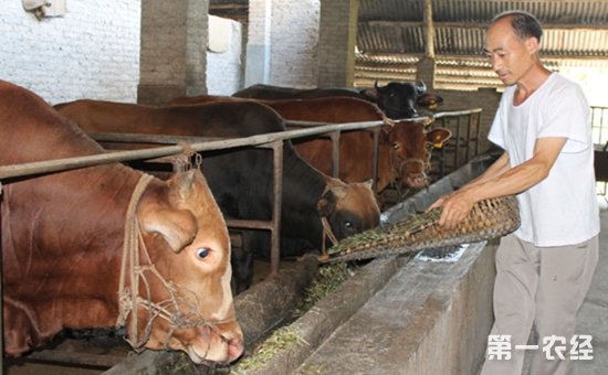 3、一公斤育肥牛西門(mén)塔爾日飼料成本是多少