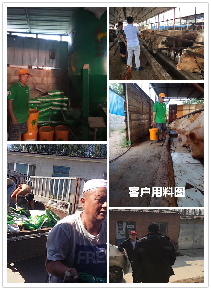  1、 大約公斤牛的育肥方法？如何混合飼料。喂多少干草和喂多少精料。你用什么喂?jié)饪s物？ 