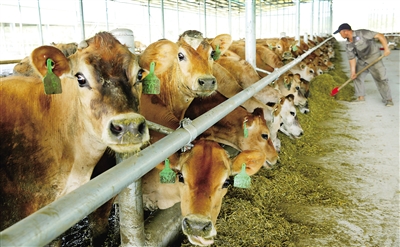 2、奶牛各階段飼料配方