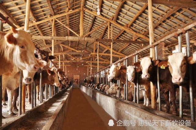 3、奶牛各階段飼料配方