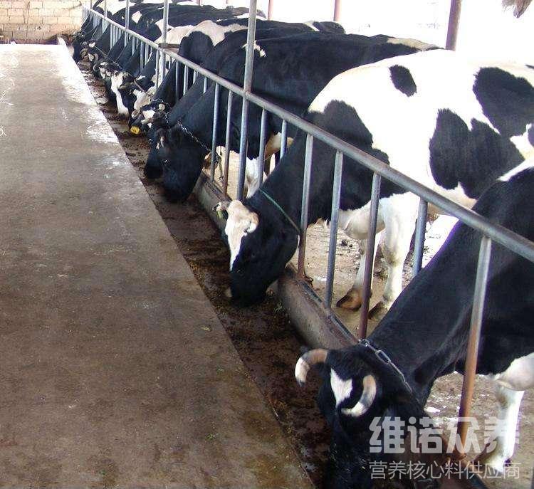 2、奶牛各階段飼料配方