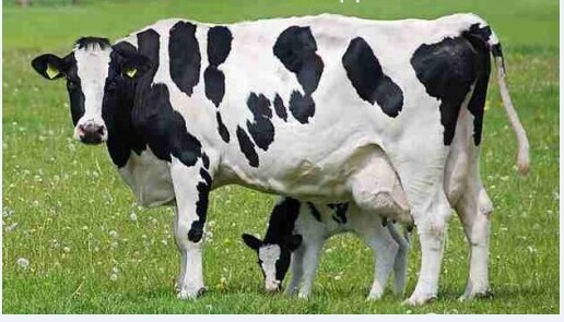 3、奶牛各階段飼料配方