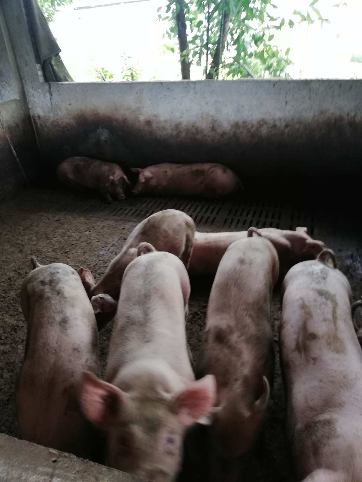 二、如何飼養(yǎng)后備母豬？